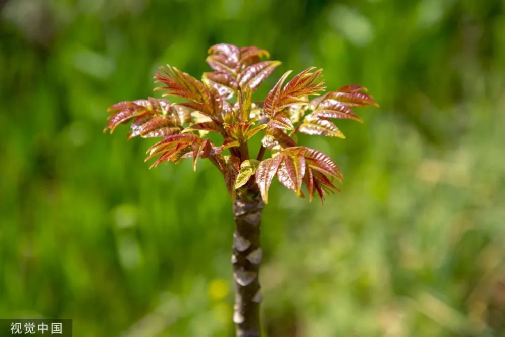 而且具有较高的药用价值,具有清热解毒,健胃理气,润肤明目,杀虫的功效