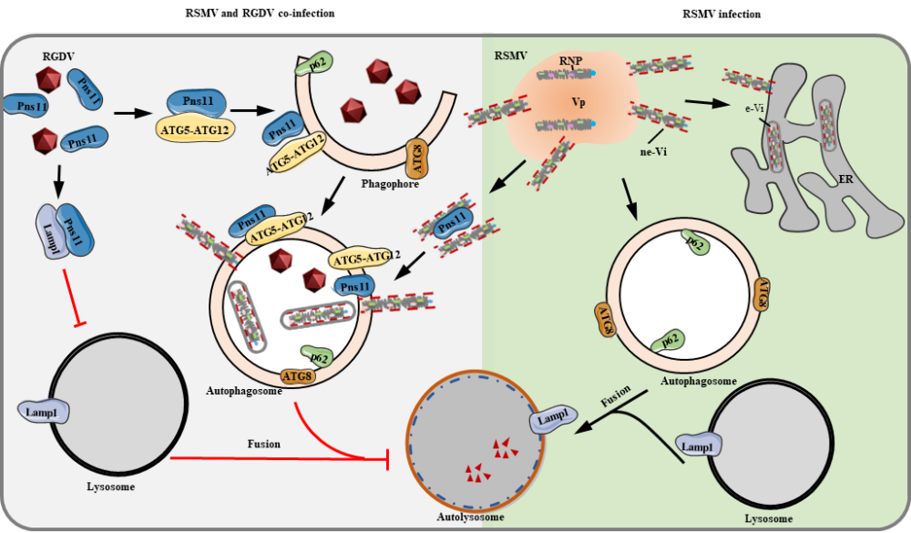 自噬介导两种不同的虫媒病毒在共同介体昆虫体内发生直接协生作用_腾讯新闻