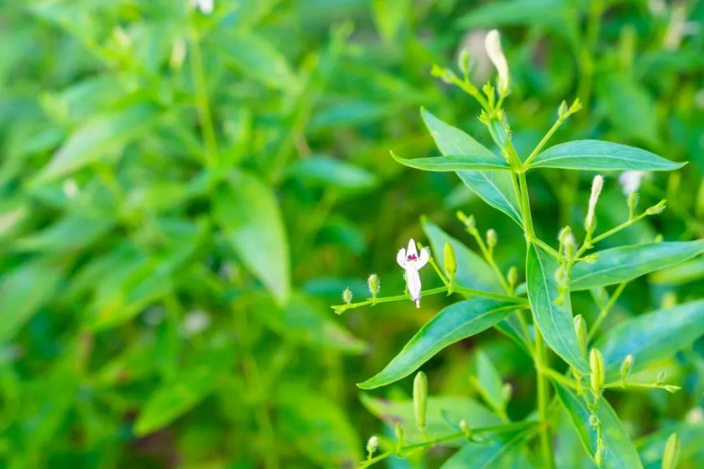 春芽炒鸡蛋做法（香椿炒蛋做法窍门） 第8张