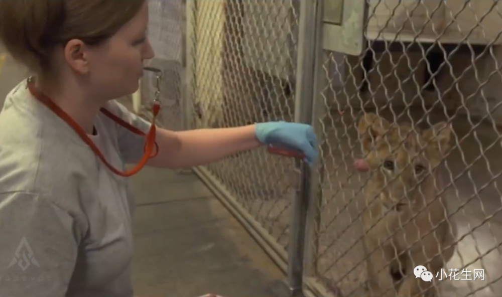 ChatGPT震撼来袭！它将如何颠覆教育与工作？必看视频+三大影响解析