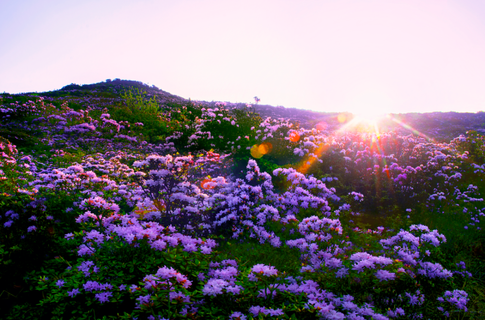 乌蒙大草原高山矮杜鹃即将迎来盛花期_腾讯新闻