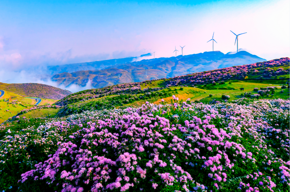 乌蒙大草原高山矮杜鹃即将迎来盛花期_腾讯新闻