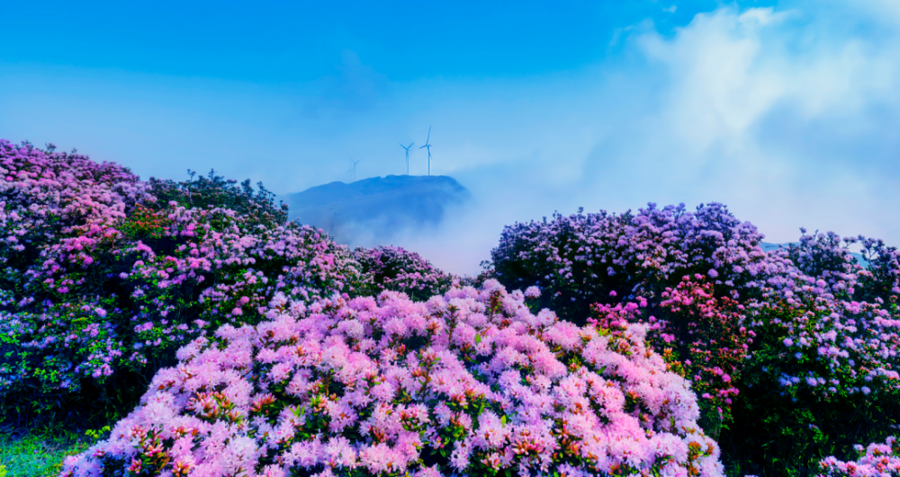 乌蒙大草原高山矮杜鹃即将迎来盛花期_腾讯新闻