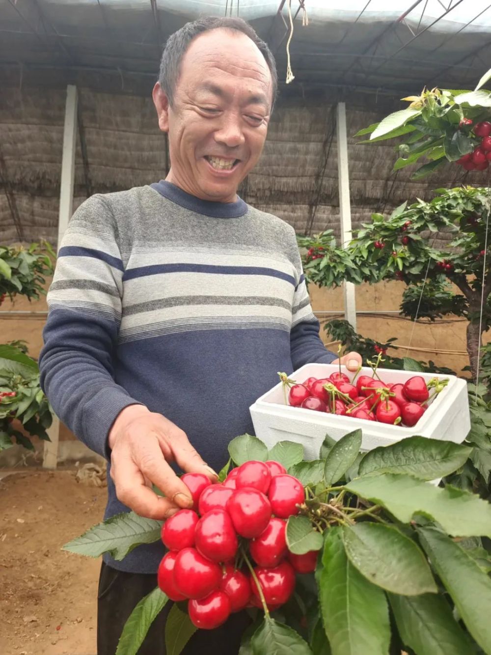 大连温室大樱桃抢鲜上市