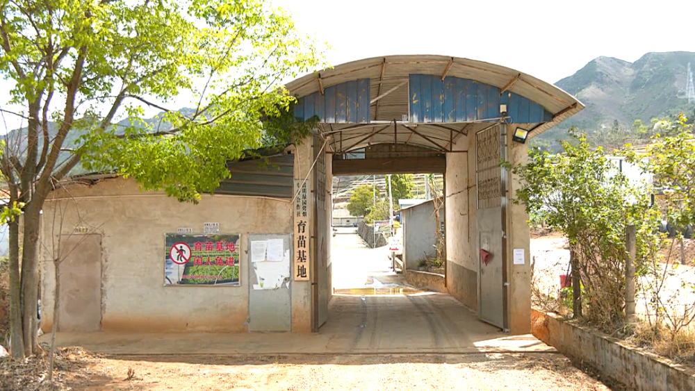 牛栏江镇17940亩烤烟育苗正当时