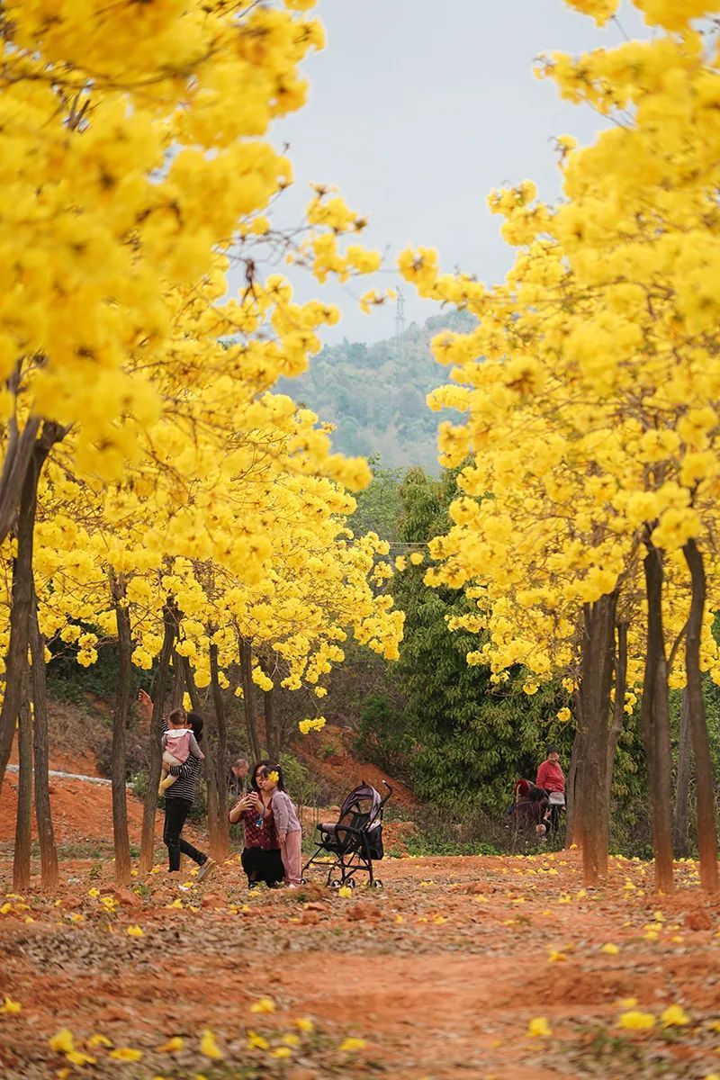 刷屏了!韶关紫花风铃木许你一场春日浪漫_腾讯新闻