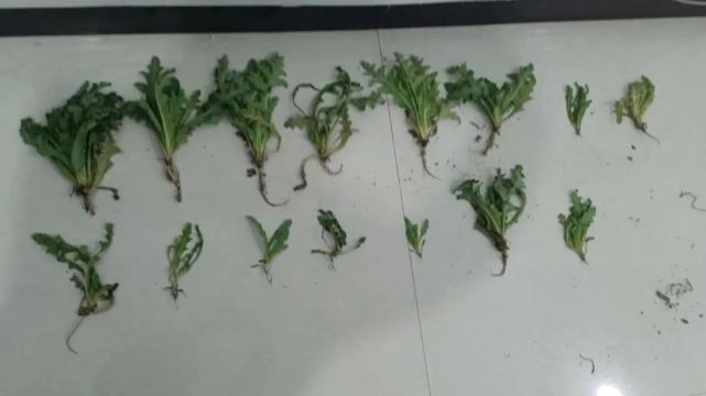 刘某共种植15株罂粟苗经现场清点洒在蒜苗地里便弄来十几颗罂粟种子用