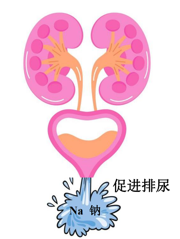 认识降压"利器"—利尿剂-腾讯新闻