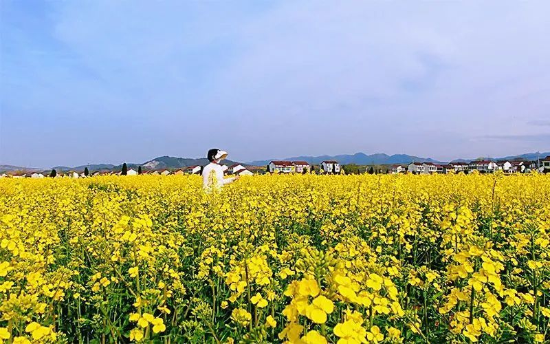 人民网|汉中勉县:油菜花海绽放,美丽乡村如画