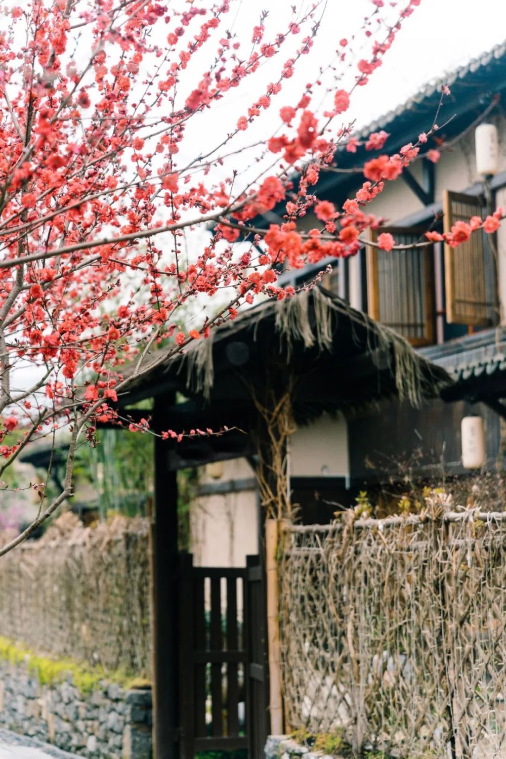 河道的兩旁悄悄綻放,在這春日裡,等待識香人……三月末,葛仙村度假區