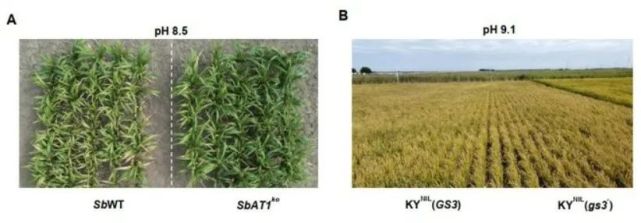 中国团队Science重磅：在盐碱地上种粮食！谢旗/于菲菲/欧阳亦聃团队发现作物主效耐碱基因_腾讯新闻
