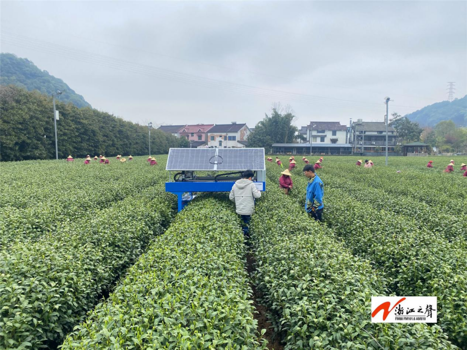 杭州龍井茶園來了一位採茶機器人_騰訊新聞