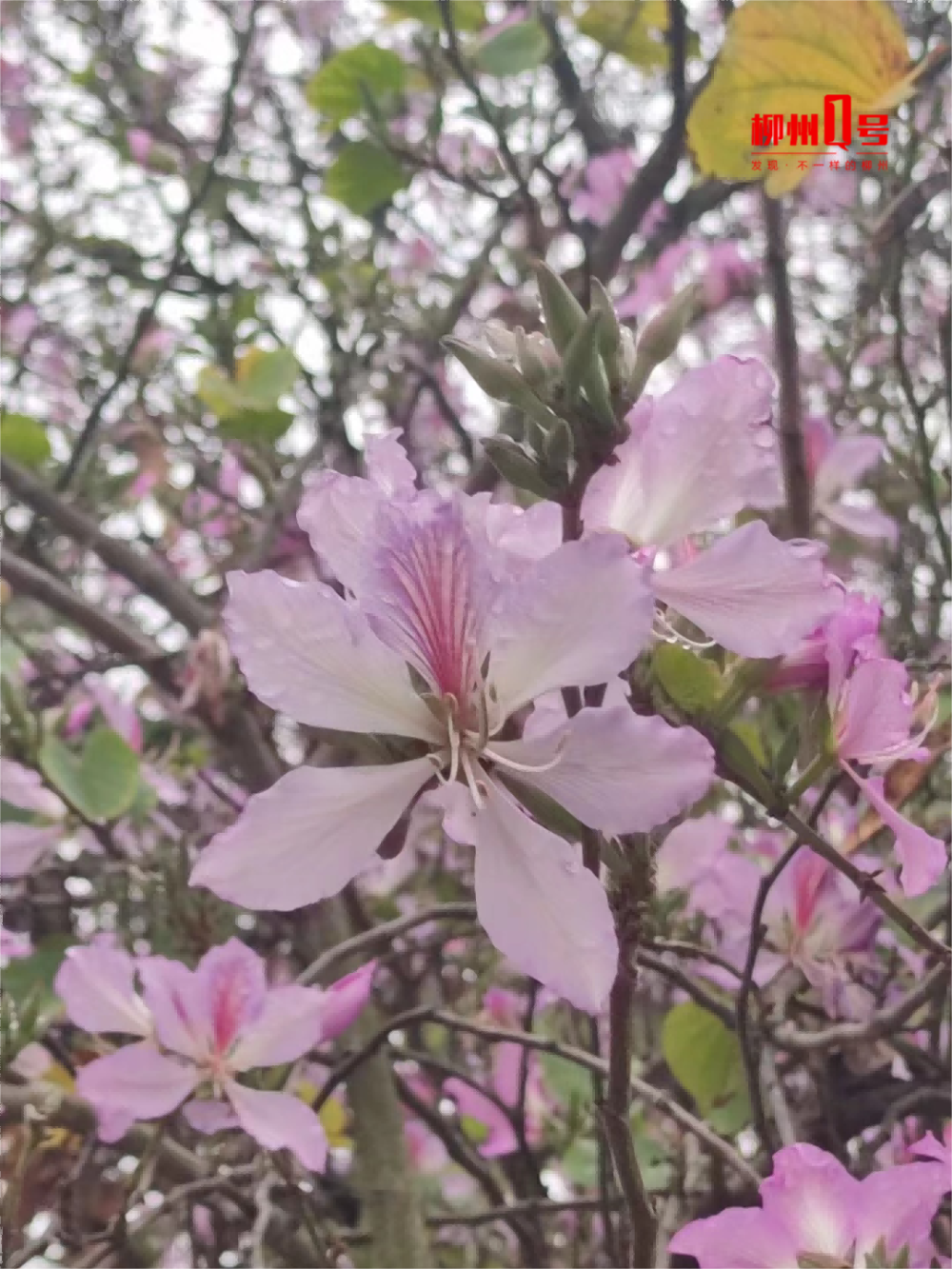 柳州三中路紫荆花图片