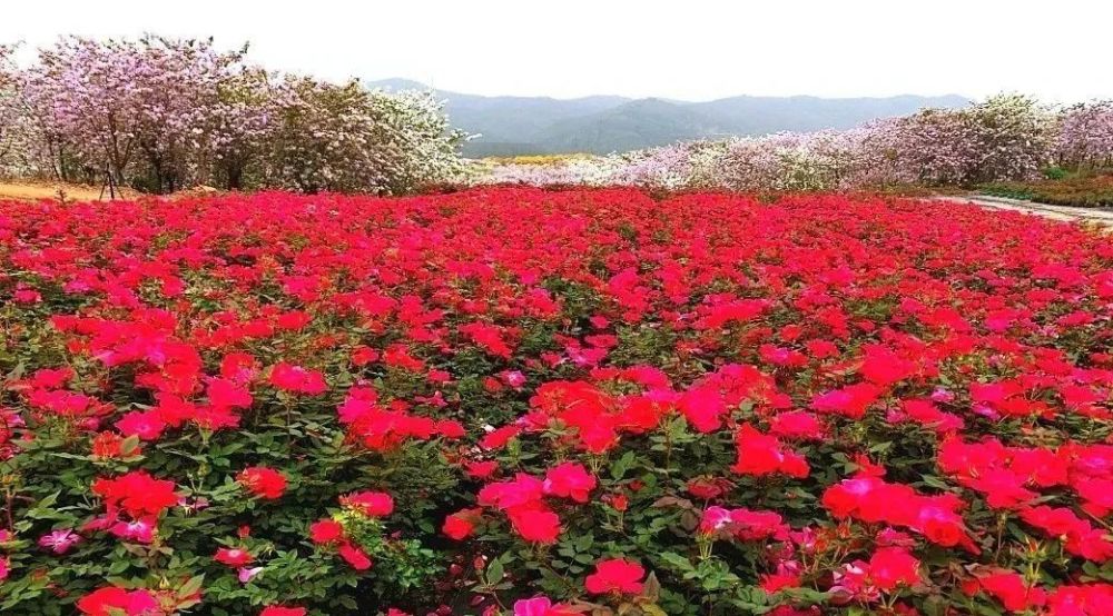 花都赤坭志惠农场,春天的花与诗