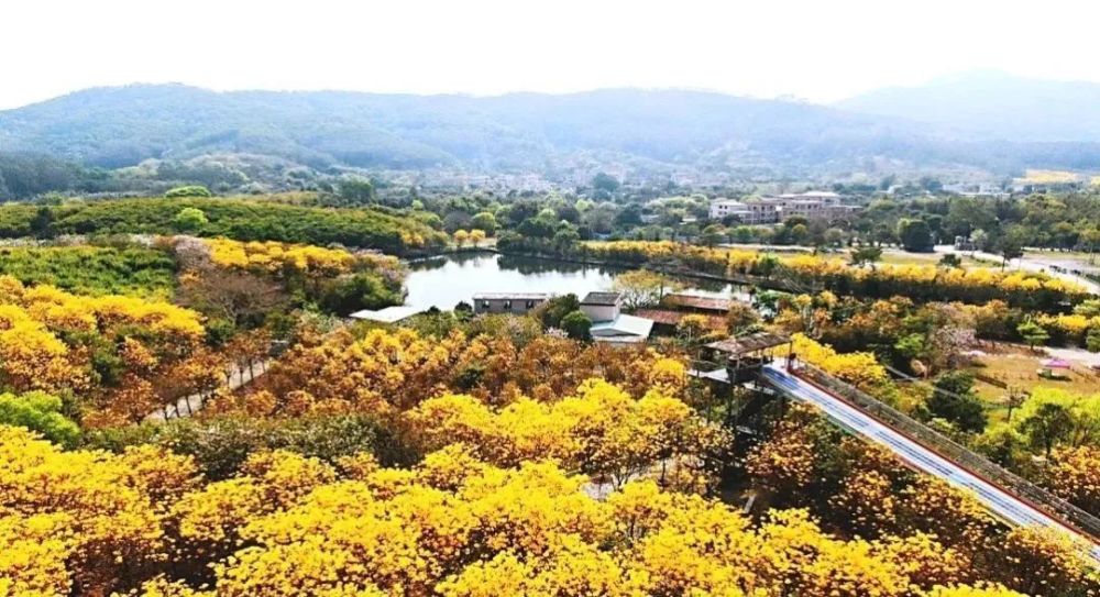 花都赤坭志惠农场,春天的花与诗