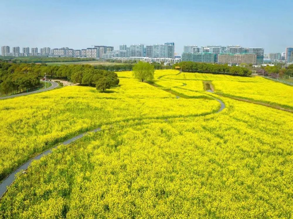苏州的油菜花黄了!再不看真的会谢!_腾讯新闻