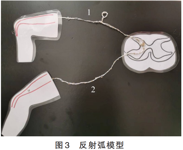 本期荐读丨教具模型:例谈初中生物学教学中模型的制作与应用/邢菊芳