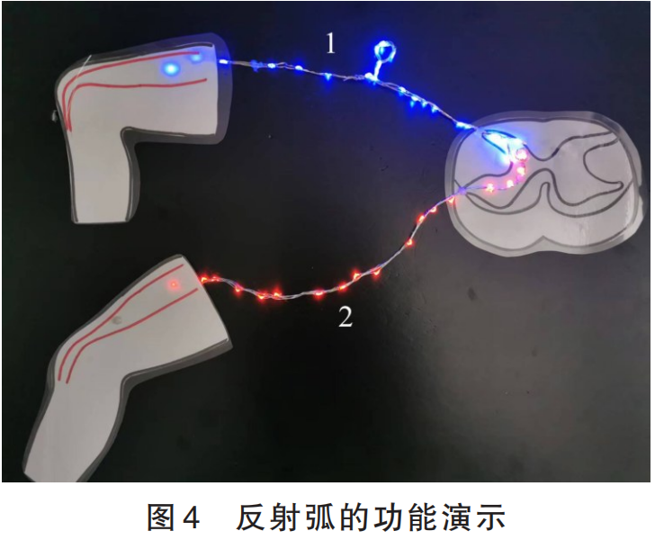 本期荐读丨教具模型:例谈初中生物学教学中模型的制作与应用/邢菊芳