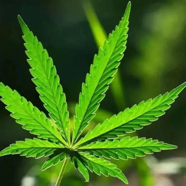 是毒还是菜微信扫一扫识别毒品原植物
