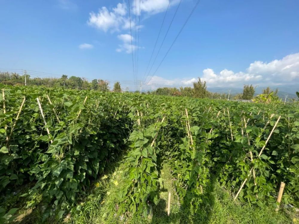 筋豆子变身金豆子芒市镇迎来无筋豆大丰收