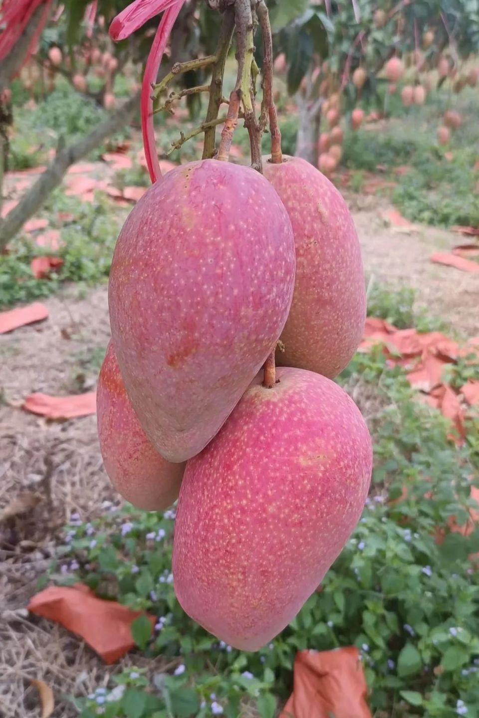 春天高甜玉文芒果海南直发爆汁水星星杨桃漳州下河村直采