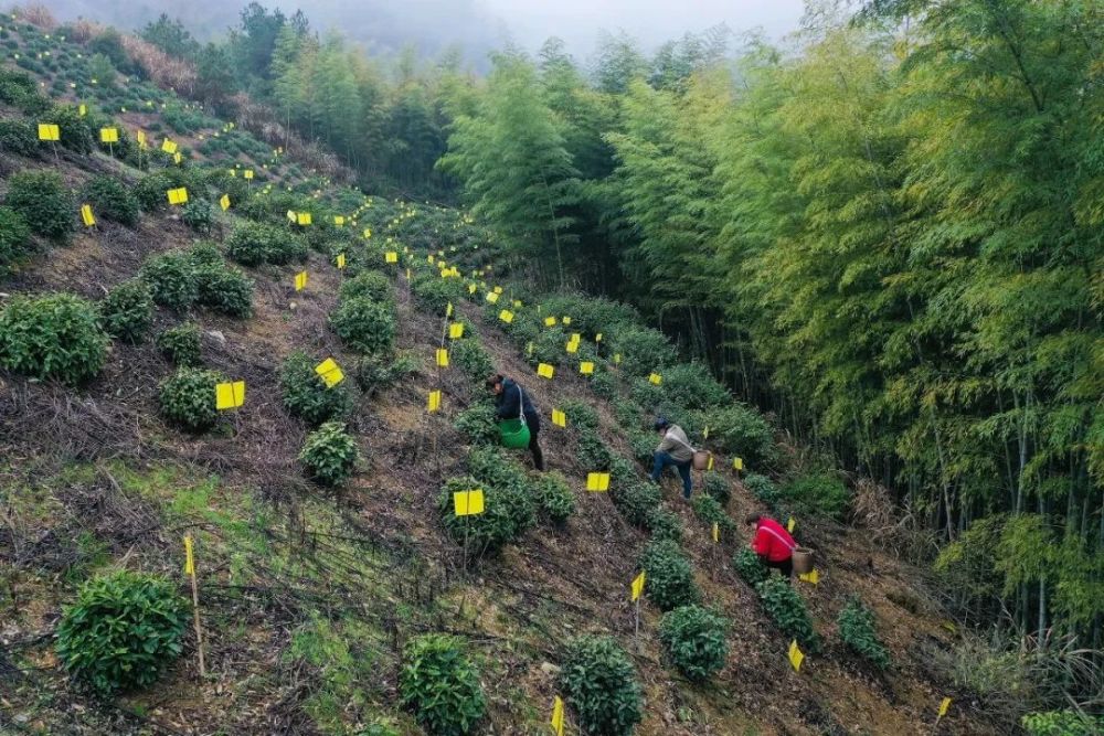 在黄山毛峰原产地,核心产区——黄山市徽州区富溪乡的万亩茶园里,腰挂