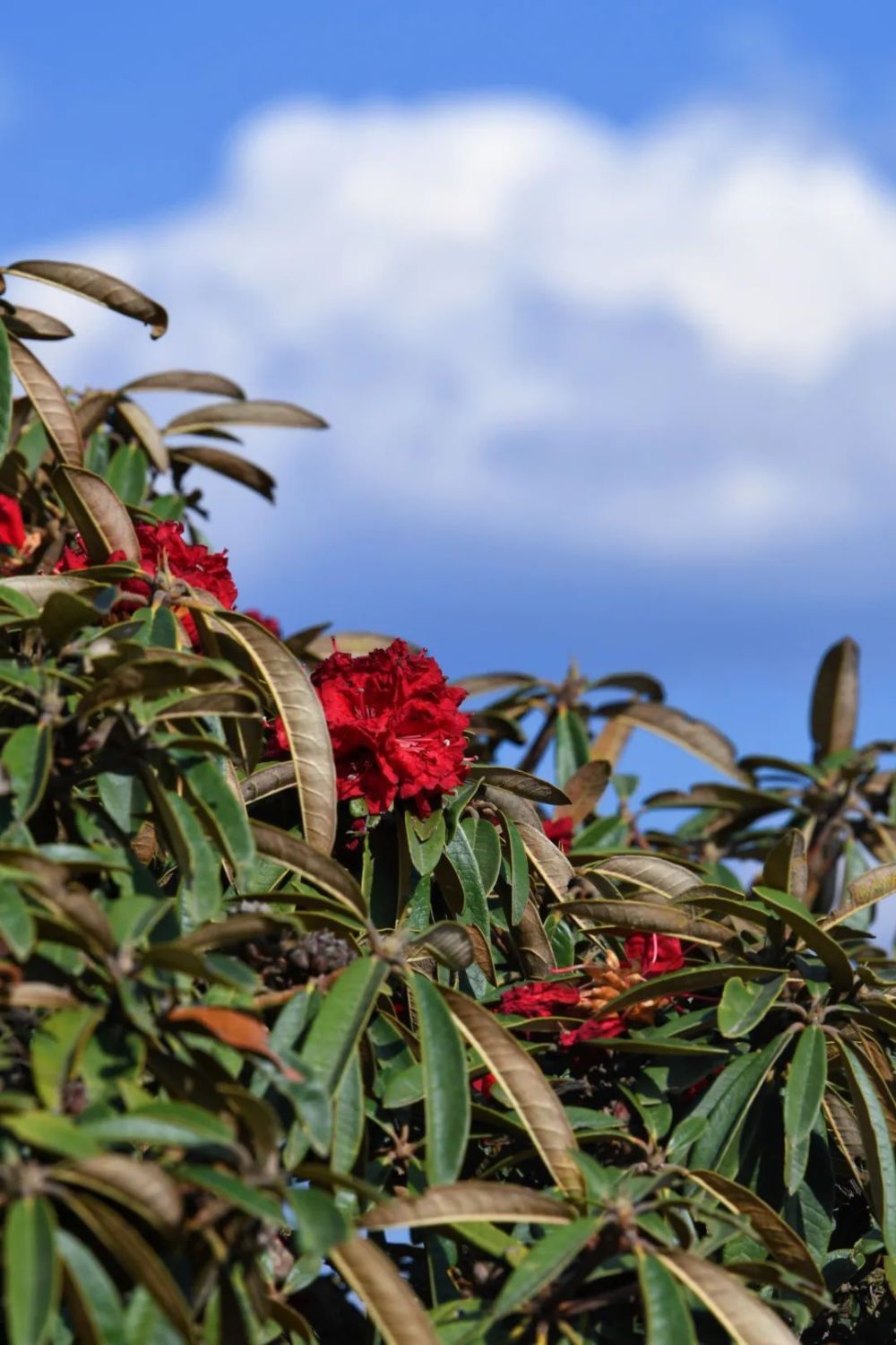 有一种叫云南的生活望海山里马缨花开在光中含笑怒放