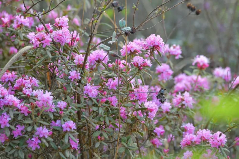 有一种叫云南的生活望海山里马缨花开在光中含笑怒放