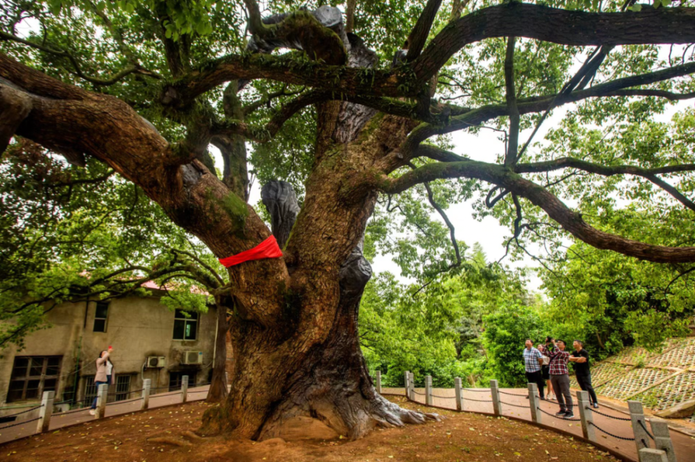 2110年益阳最老古树樟抱腊