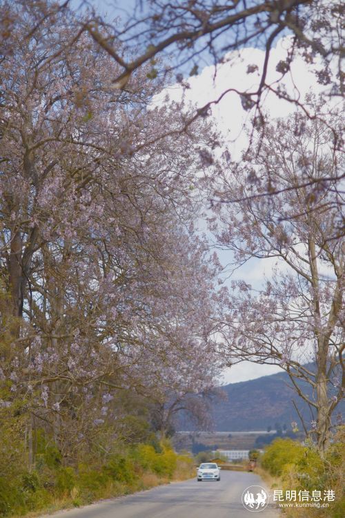 棵泡桐十来年能成材,这些树龄三十余年的泡桐树传递着一种不朽的精神