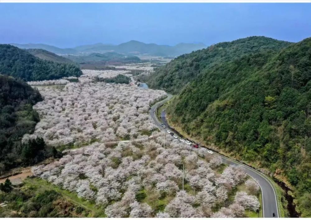 在樱花季成了火爆的"网红路",特别是今年3月18日至4月2日在张村樱花谷