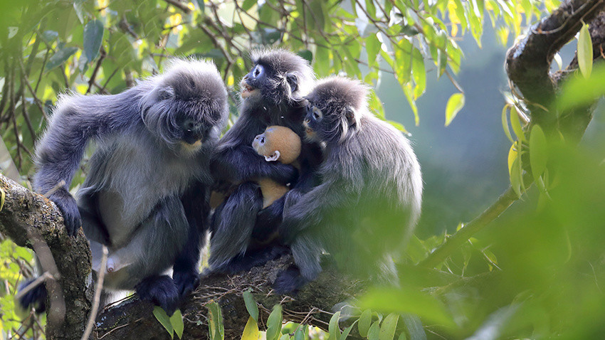可可爱爱会换装的菲氏叶猴宝宝林间卖萌