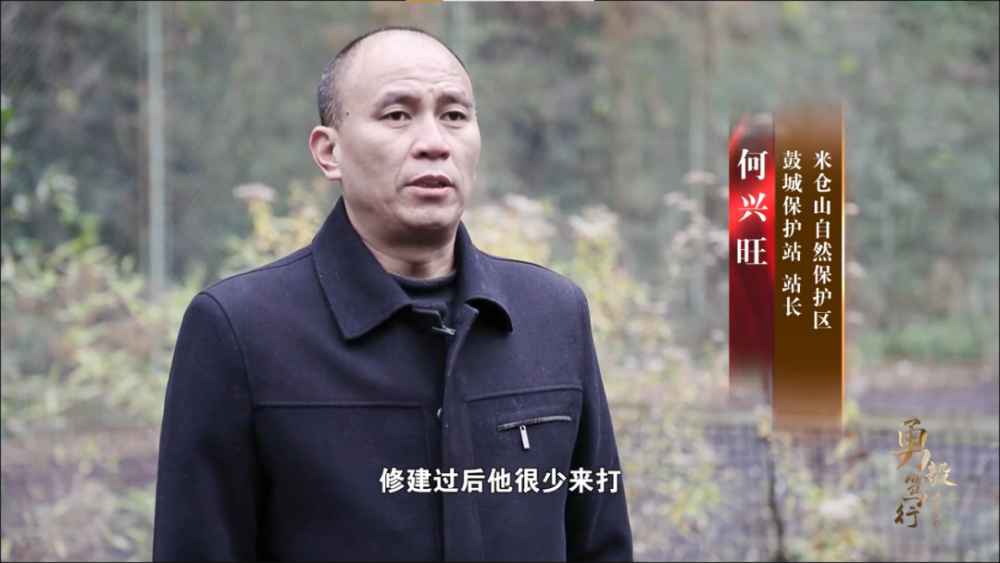 何兴旺(米仓山自然保护区鼓城保护站站长):修建过后