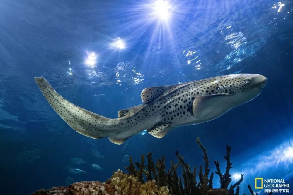 被指无意义,但她们开始放生500条幼鲨_腾讯新闻