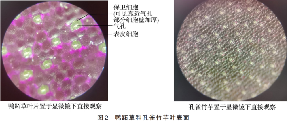 绿色植物的作用（用于绿化的草） 第1张