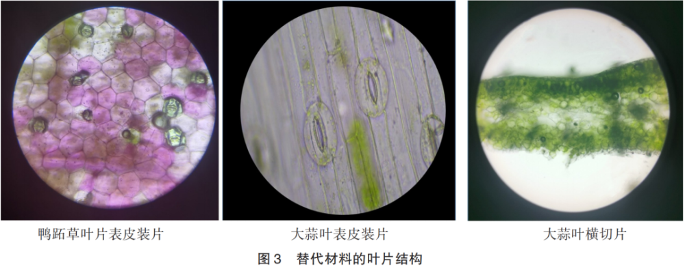 绿色植物的作用(用于绿化的草) 第2张