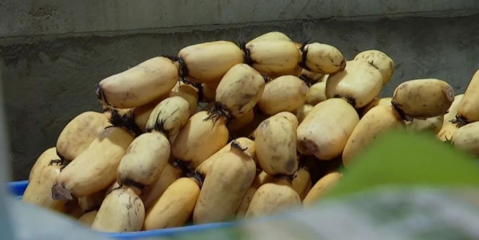 武汉蔡甸的藕农丰收了却没有喜悦5000吨莲藕遇滞销