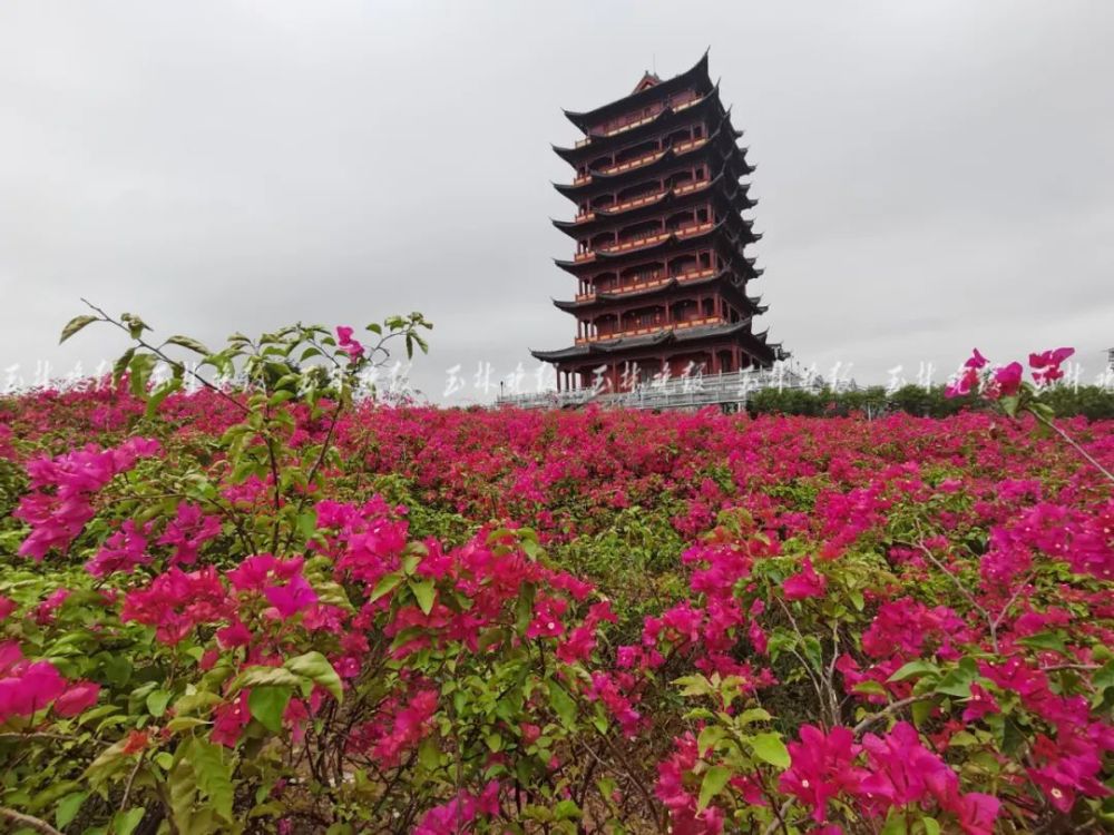 美翻玉林市市花红了