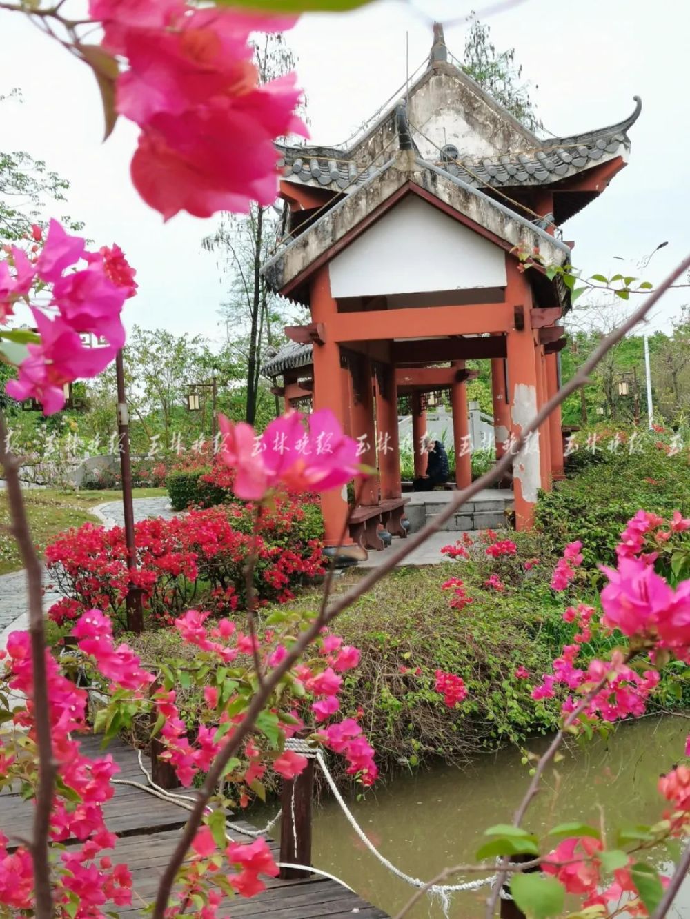 美翻玉林市市花红了