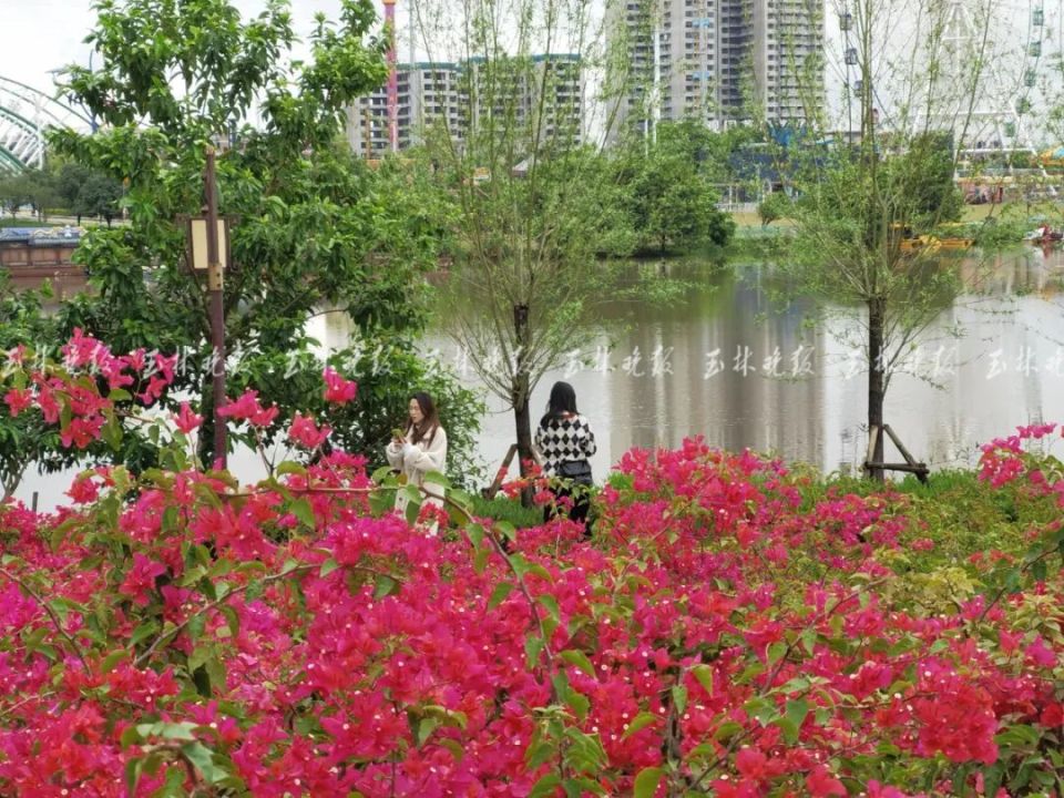 玉林市市花红了_腾讯新闻