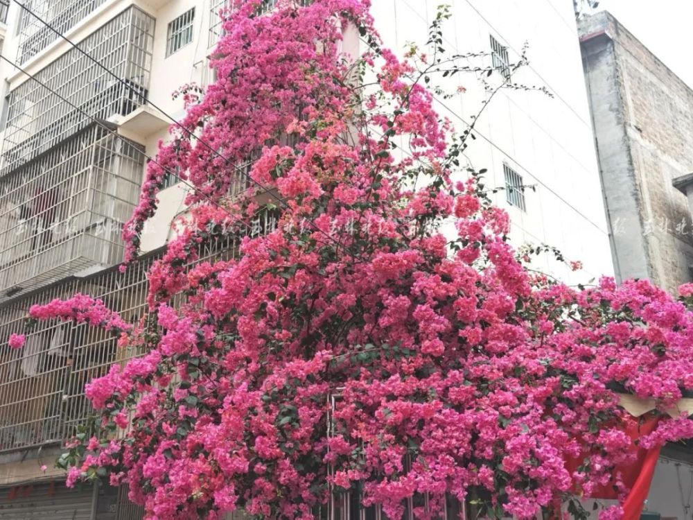 美翻玉林市市花红了