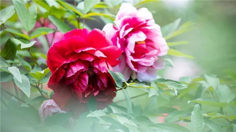 央视聚焦武定狮子山牡丹_腾讯新闻