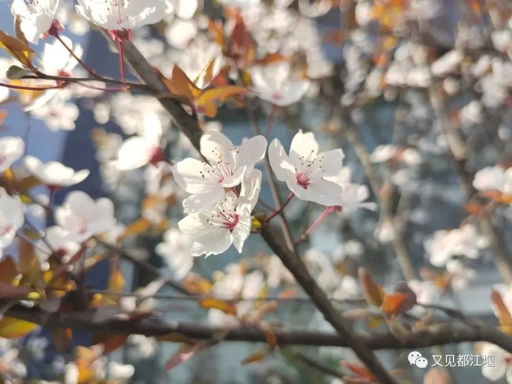 深度揭秘（四川水利职业技术学院）四川水利职业技术学院招生办 第57张