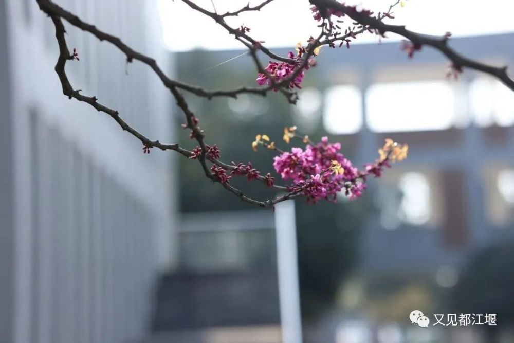 深度揭秘（四川水利职业技术学院）四川水利职业技术学院招生办 第61张