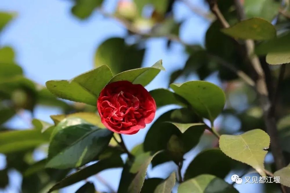 深度揭秘（四川水利职业技术学院）四川水利职业技术学院招生办 第63张