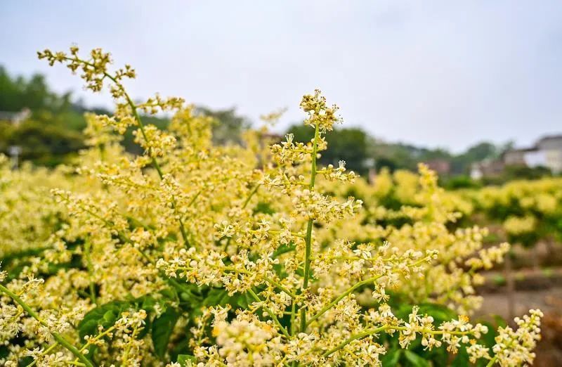 黃皮花開香滿山