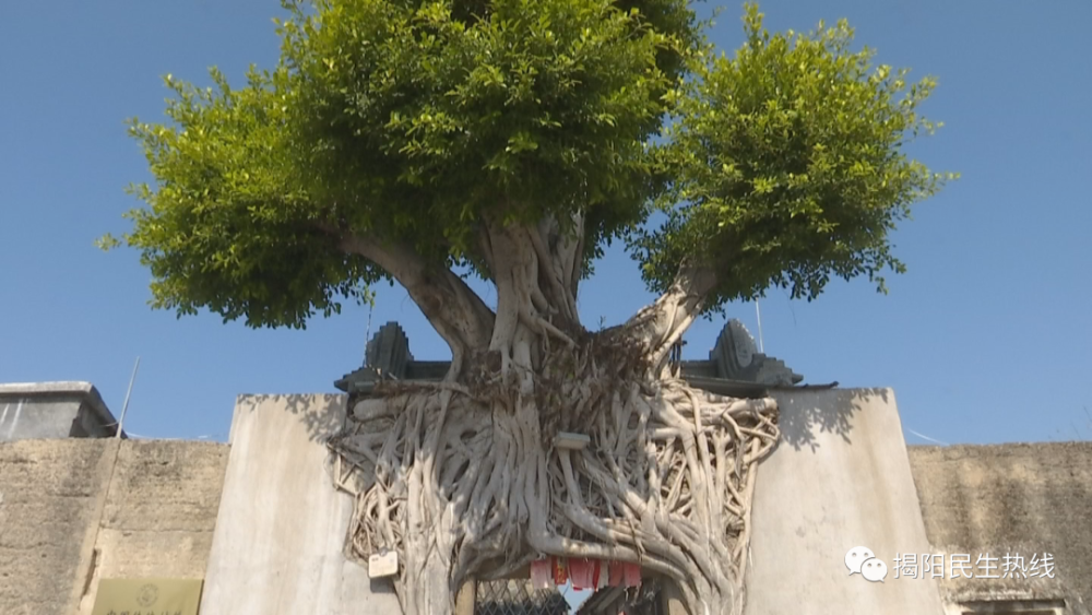 "榕树门",真奇特!_腾讯新闻