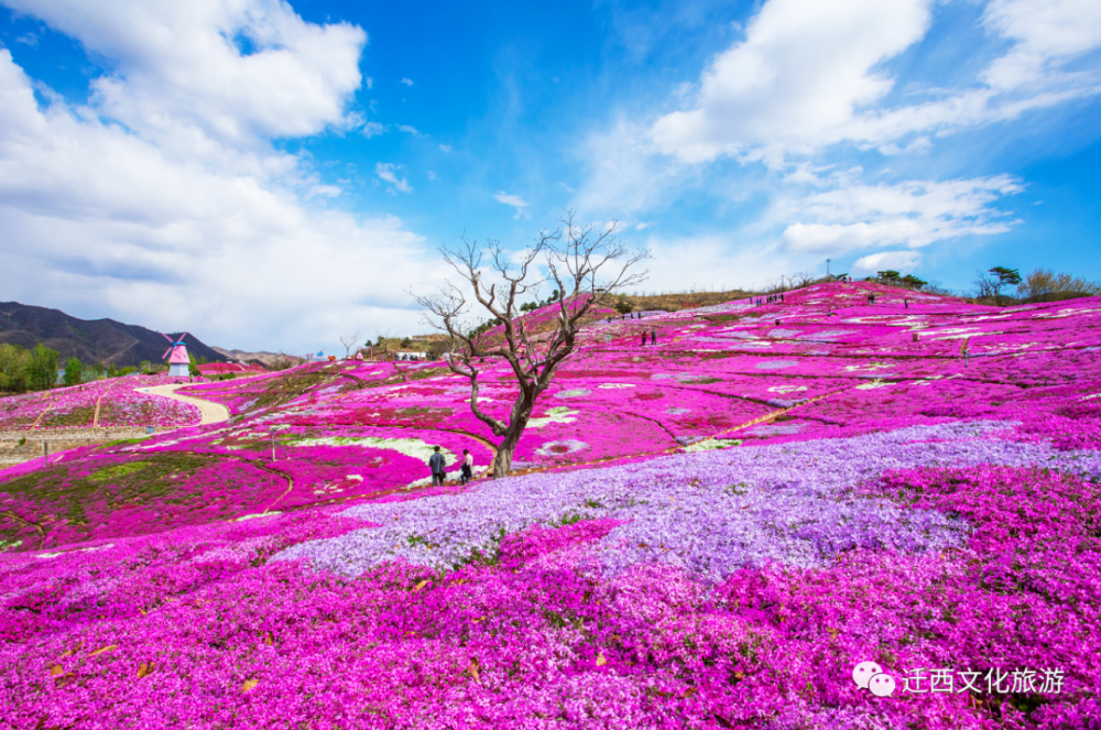 花游唐山|4月1日,迁西雨花谷景区开园营业!芝樱花开等你来!