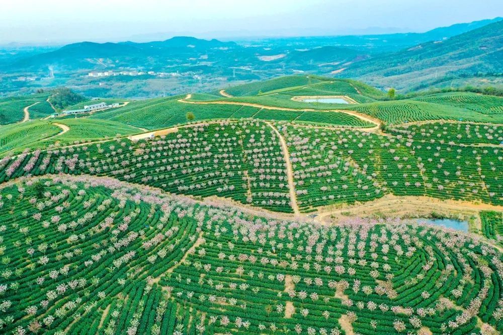 皖南川藏线沿线县市区茶叶品质优良  潘华业/摄宁国方塘乡葛村毛家