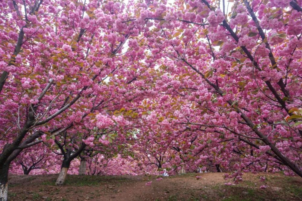 旅顺樱花花期预报